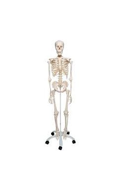 Human Skeleton Model Stan with Stand - 3B Smart Anatomy