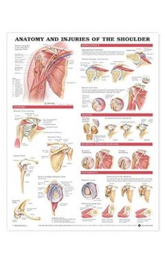 ANATOMY AND INJURIES OF THE SHOULDER - STYRENE PLASTIC