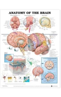 ANATOMY OF THE BRAIN CHART LAM