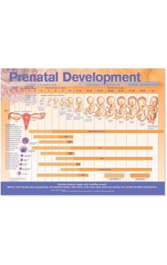 PRENATAL DEVELOPMENT PAP