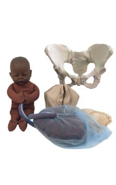 Standard Pelvis Model Set With Dark Brown Fetal Model