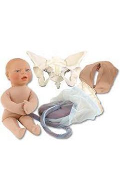 Deluxe Flexible Pelvis Model Set, Beige