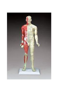 DELUXE ACUPUNCTURE MODEL SHOWING MUSCLES