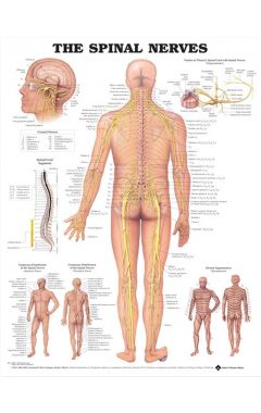(laminated) Spinal Nerves Anatomical Chart