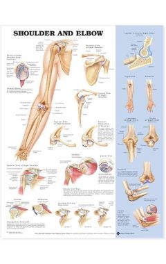 SHOULDER&ELBOW CHART STYRENE