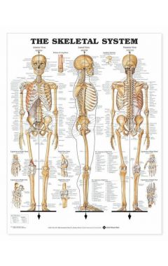 Skeletal System Anatomical Chart 2e (laminated)