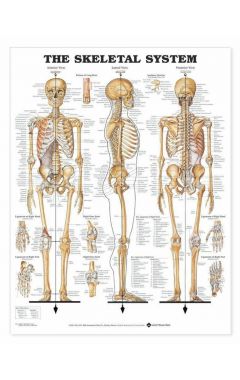 Skeletal System Anatomical Chart 2e (laminated)