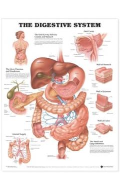 DIGESTIVE SYSTEM CHART LAM