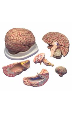 BUDGET BRAIN W/ ARTERIES MODL