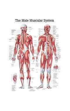 (laminated) Anatomical Male Muscular System Chart 2e