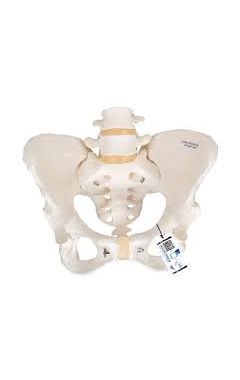 Human Female Pelvic Skeleton Model