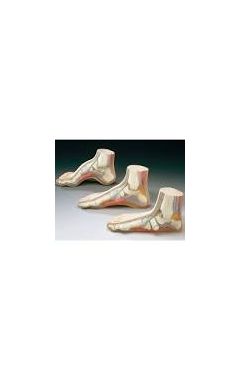 BUDGET FOOT MODEL SET (SET OF 3 FEET)